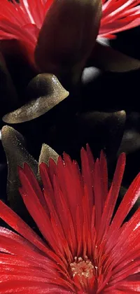 This live phone wallpaper showcases a stunning macro photograph of two red flowers sitting next to each other