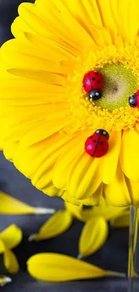 This live wallpaper offers a captivating close-up of a yellow flower with delightful ladybugs making it their home