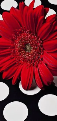 This stunning live wallpaper features a beautiful red daisy flower on a black and white polka dot tablecloth, adding a pop of color and op art to your phone