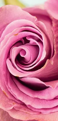 This stunning live phone wallpaper showcases a vibrant pink rose in intricate detail
