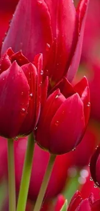 This red tulip phone live wallpaper will transform your device with the beauty of nature