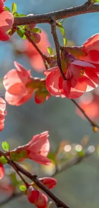 This phone live wallpaper features vibrant pink flowers blooming on a tree and a glowing red background image that exudes warmth