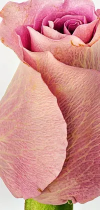 This stunning live wallpaper features a single pink rose in a vase, photographed in close macro with exquisite detail