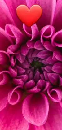 This phone live wallpaper showcases a stunning macro photograph of a pink flower with a heart in the center