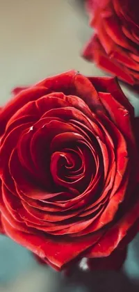 Decorate your phone screen with this captivating live wallpaper! The image showcases two beautiful red roses placed on a wooden table