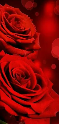This beautiful phone live wallpaper features a stunning arrangement of large red roses on a photorealistic red background