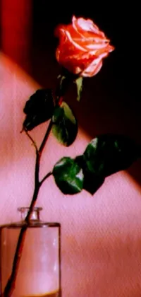 Experience timeless elegance with this phone live wallpaper featuring a single rose in a glass vase