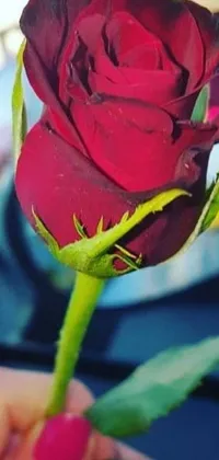 Get lost in the beauty of this phone live wallpaper featuring a closeup of a red rose with leaves and stems in the background