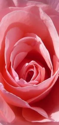 This live wallpaper features a stunning, high-resolution close-up of a pink rose with green leaves