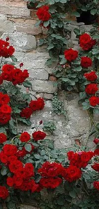 This stunning phone live wallpaper features a striking image of vibrant red roses blooming on a brick wall