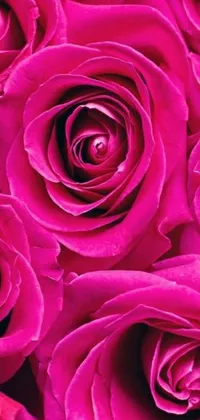 Elevate your phone's aesthetics with this stunning pink roses live wallpaper! Featuring a bunch of intricate, realistic-looking digital roses in bright fuchsia, this wallpaper will bring an instant sense of romanticism to your screen