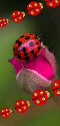 This eye-catching phone live wallpaper features a cute ladybug on a pink flower against a pop art backdrop
