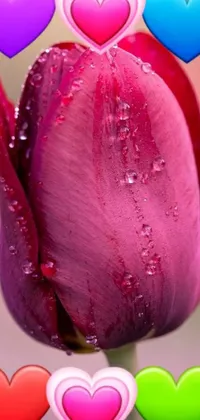 Get lost in the mesmerizing beauty of nature with this stunning close-up flower live wallpaper
