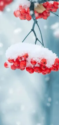 This stunning phone live wallpaper features a digital rendering of snow-covered red berries