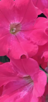 This live wallpaper for your phone showcases a beautiful, high-definition close up of vivid red flowers