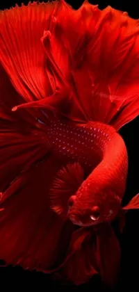 This captivating phone live wallpaper features a vibrant close-up of a red betta fish against a black background