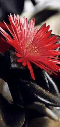 Get lost in the mesmerizing beauty of this phone live wallpaper featuring a stunning red flower resting on a mysterious black object