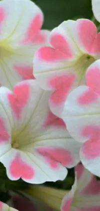 This phone live wallpaper features a close-up view of pink and white morning glory flowers painted beautifully