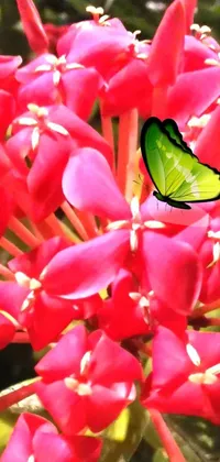 This live wallpaper features a colorful scene with a green butterfly resting on a pink flower in front of a plumeria backdrop