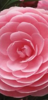 Add a touch of floral elegance to your phone with this close up pink flower live wallpaper