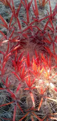 This phone live wallpaper features a vibrant close-up of a cactus plant with red flowers set against a hurufiyya-inspired red web background