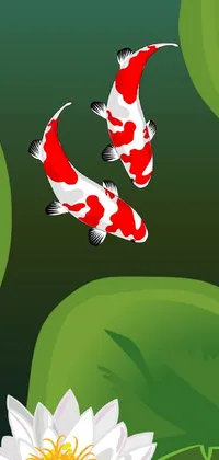 This phone live wallpaper features two stunning koi fish swimming majestically in a sparkling pool of water
