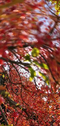 Experience the magic of this stunning live wallpaper featuring a tree with red leaves