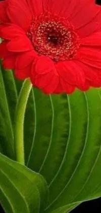 This live phone wallpaper features a vibrant red flower with daisy-like petals and green leaves set against a black background