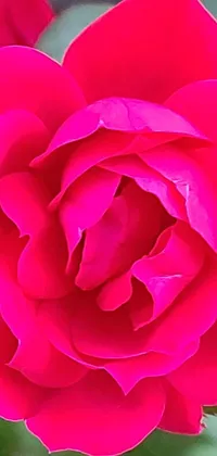 This phone live wallpaper showcases a stunning close-up of a red rose with vibrant pink petals and lush green leaves