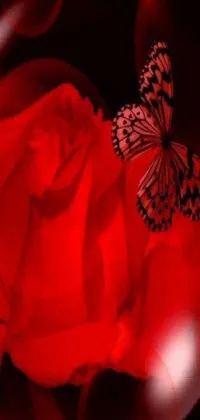 This live phone wallpaper showcases a captivating butterfly resting on a vibrant red rose