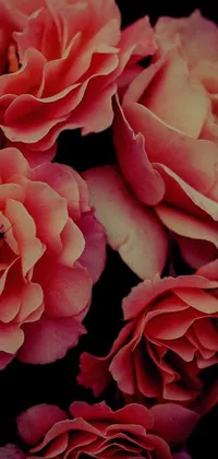 Get lost in the beauty of this pink rose live wallpaper! Designed by Andrée Ruellan, this stunning digital art is sourced from Pexels and features a close-up view of a bunch of pink roses