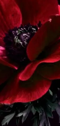 This phone live wallpaper features a stunning red anemone in vivid scarlet and purple colors against a black background