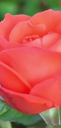 This vibrant phone live wallpaper boasts a stunning close-up shot of a striking red rose complete with lush green leaves