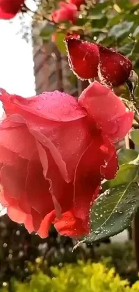 Get lost in the stunning beauty of this phone live wallpaper featuring a vibrant red rose covered in glistening water droplets