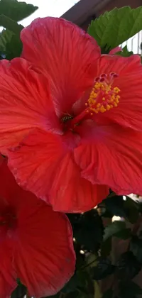 This phone live wallpaper showcases a vivid close-up of a red hibiscus flower on a plant, captured in exquisite detail by an accomplished photographer