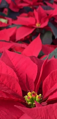 This stunning live wallpaper showcases a close-up shot of red poinsettias in full bloom