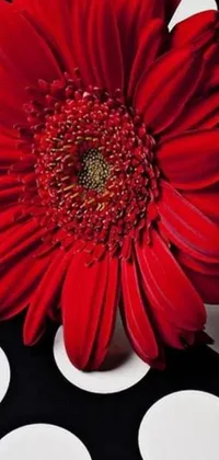 This stunning live phone wallpaper features a vibrant red flower set against a black and white polka dot tablecloth with intricate details captured by the artist
