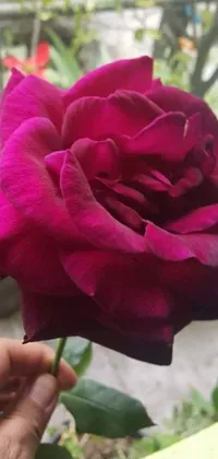 This stunning <a href="/">phone live wallpaper</a> features a close-up shot of a beautiful deep pink flower, adding a touch of natural elegance to your device