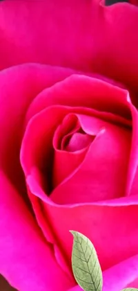 This phone live wallpaper features a close-up of a stunning deep pink rose with green leaves that pop against the background