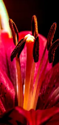 This phone live wallpaper features a stunning close-up photograph of a vibrant rubrum lily in a vase