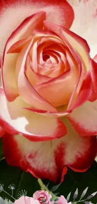 "Enhance your phone screen with a stunning live wallpaper image of a red and white rose