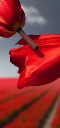 This phone live wallpaper features a stunning close-up of a vibrant red flower set against a backdrop of waving red and black flags