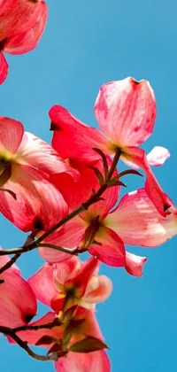 This live wallpaper for phone displays a serene and stunning image of pink dogwood flowers in bloom, set against a clear blue sky background