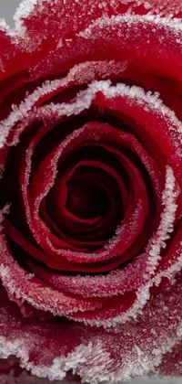 This phone live wallpaper is a mesmerizing macro photograph of a red rose covered in frost