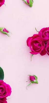 Looking for a gorgeous live wallpaper for your phone? Check out this stunning image of pink roses on a pink background! Captured by an expert photographer, this stock photo makes the perfect phone background or banner for your website