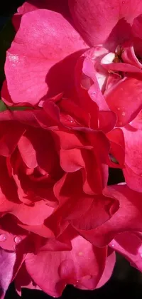 This live phone wallpaper showcases a beautiful close-up of a pink flower on a plant