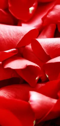 Looking for a stunning live wallpaper for your iPhone 15 background? Look no further than this captivating design featuring a close-up view of red rose petals