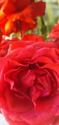 This live wallpaper features a vase filled with red roses on a table, with rich, bright colors and an up-close image of red and orange petals and soft green leaves in the background