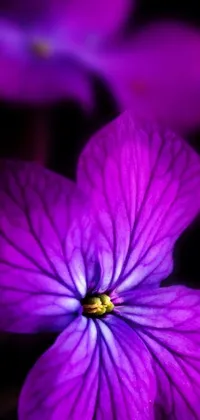 Furnish your phone screen with this vibrant live wallpaper of a macro-captured purple flower on a black background