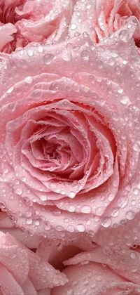 This live wallpaper captures a beautiful close-up view of pink roses in full bloom with water droplets on them